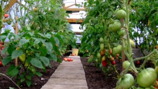 Помидоры, Огурцы выращиваете вместе ? Законы агротехники . смотреть онлайн