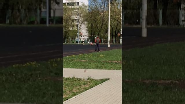 Гироскутер картинг