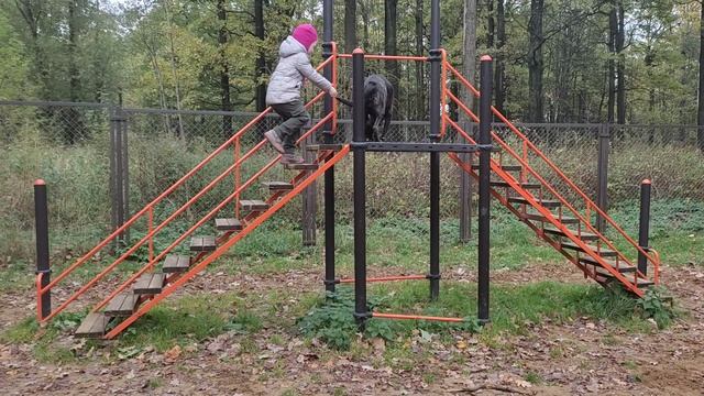 Дрессировка собак. Смешная дрессировка