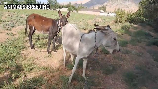 donkey making love to girlfriend смотреть онлайн