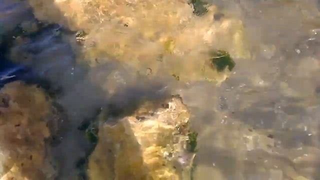 VLOG Италия МОРЕ-КАК ЧЕРНЫЕ МИДИИ РАСТУТ НА КАМНЯХ смотреть онлайн