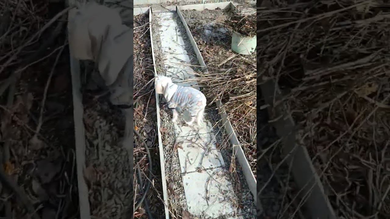 Куда деть спиленные весной ветки? Как сжечь сырые палки? смотреть онлайн