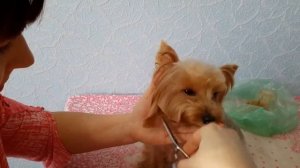 КОРЕЙСКАЯ СТРИЖКА ЙОРКА