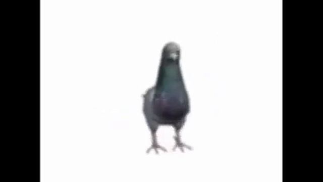 Голубь крутится смотреть онлайн