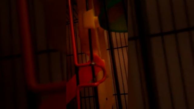 Мои любимые химяки смотреть онлайн