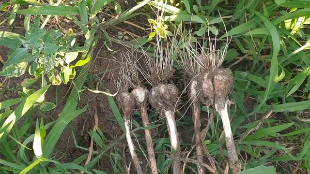 Собираем урожай чеснока и сравниваем урожай посаженный головками. смотреть онлайн