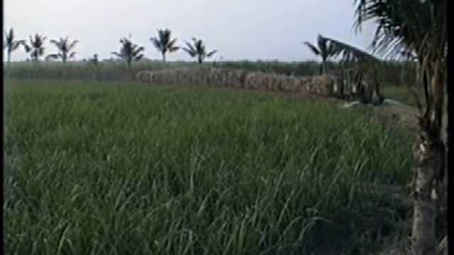 Olean original roster - O&K 3, East Java, Indonesia смотреть онлайн