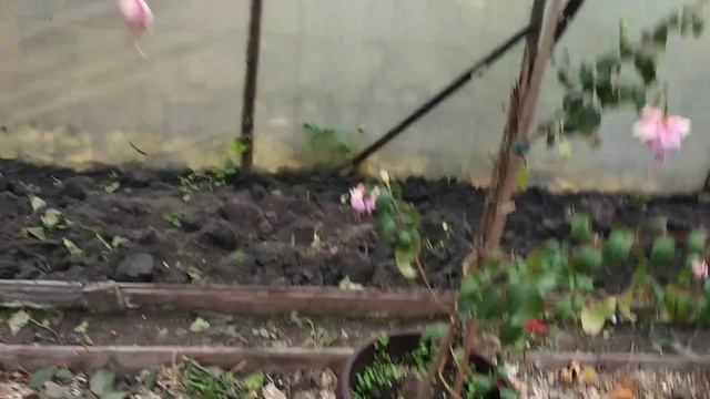 Підготовка фуксій до зимування. Частина 1. смотреть онлайн