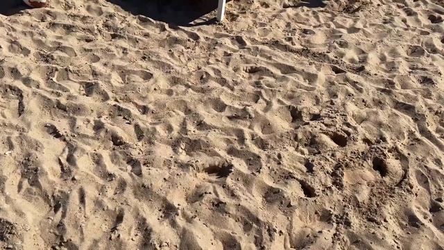Удивительный подводный мир отеля Pyramisa Beach Sahl Hasheesh 5* и обзор пляжа смотреть онлайн