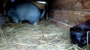 Соль для кроликов??!!