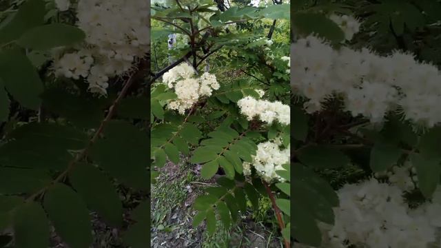 Цветение рябинушки смотреть онлайн