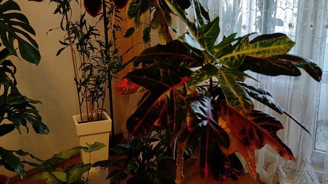 Моему КРОТОНУ 22 года. Как ВЫРАСТИТЬ и СОХРАНИТЬ его. МОЙ опыт