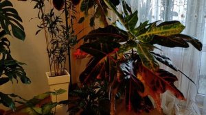 Моему КРОТОНУ 22 года. Как ВЫРАСТИТЬ и СОХРАНИТЬ его. МОЙ опыт