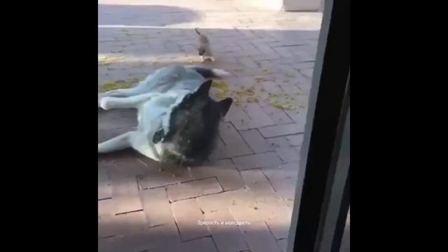 Видео для тех, кто Хочет Завести Хаски. Собаки Хаски смотреть онлайн