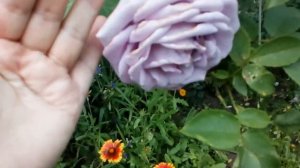 Розы  плетистая    #Индиголетта #Голден Парфюм #Фламентанц #мойпалесадник #июнь2020 #сГавриловка