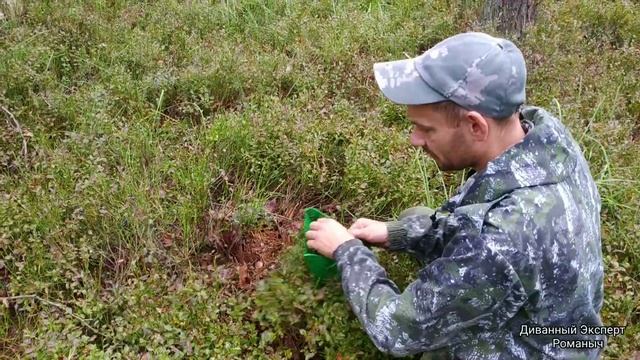 Сбор черники в сентябре Беларусь. ЧЕРНИКА 2023. Последний Сбор!!! смотреть онлайн