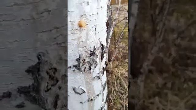 Сбор берёзового сока,самый гуманный способ смотреть онлайн