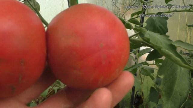 Красивейший томат Марманде розовый у меня не получился смотреть онлайн
