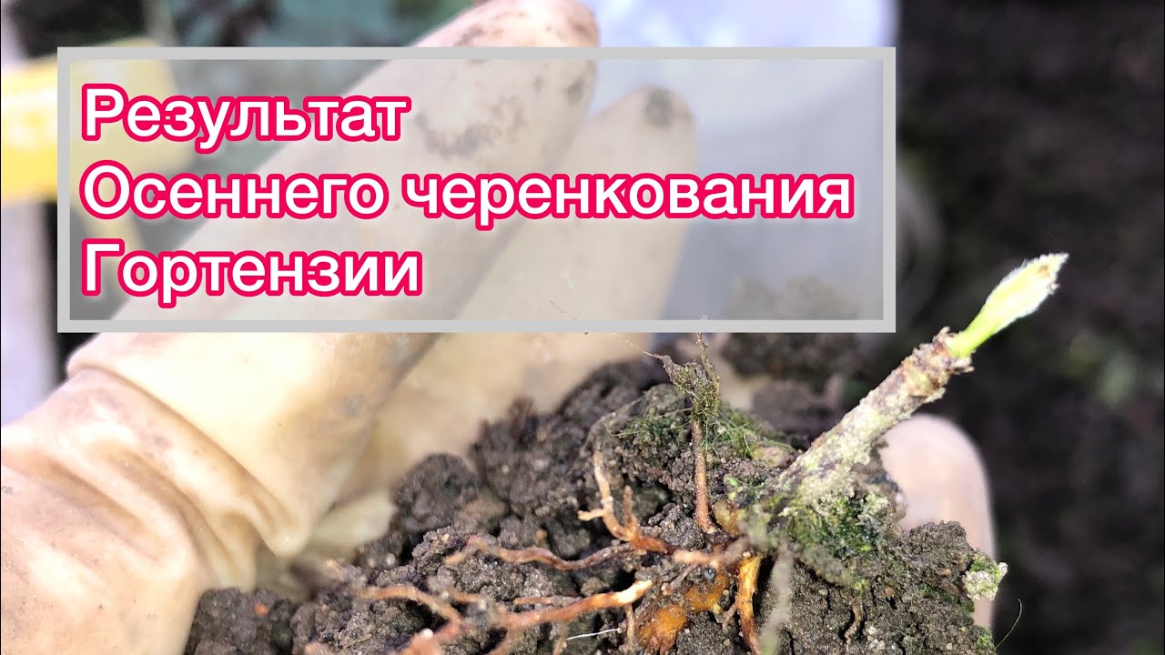 А вдруг получится? Черенкование гортензии осенью, показываю результат смотреть онлайн