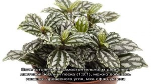 Пилея Кадье — уход и размножение в домашних условиях