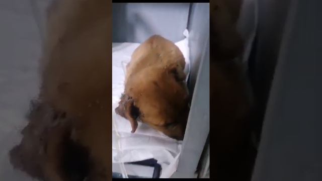 Urgent: Covered In Ticks And Larvae, A Small Dehydrated And Malnourished Puppy Clings To Life