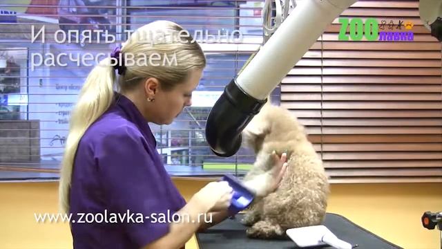 Пудель, стрижка и уход смотреть онлайн