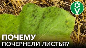 ЧЕРНЕЮТ ЛИСТЬЯ ПОМИДОРОВ И БАКЛАЖАНОВ? Это САЖИСТЫЙ ГРИБОК! Симптомы, причины, лечение болезни