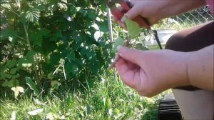 ЧЕРЕНКОВАНИЕ МЕТЕЛЬЧАТОЙ ГОРТЕНЗИИ ЛЕТОМ