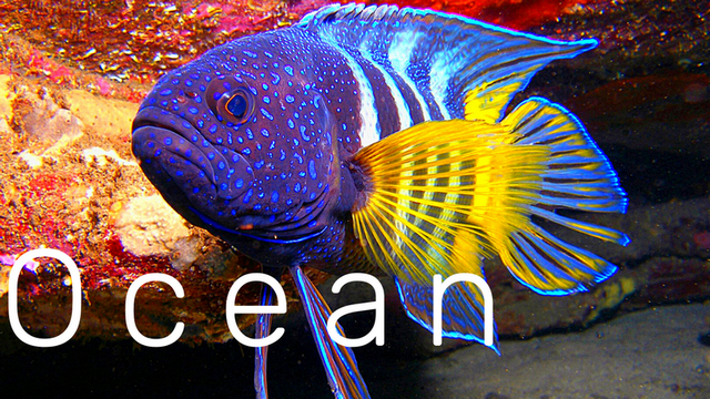 6.ОКЕАН - РЕЛАКС - МУЗЫКА ДЛЯ НАСТРОЕНИЯ и МЕДИТАЦИИ! смотреть онлайн