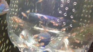 Мальки цихлид в общем аквариуме