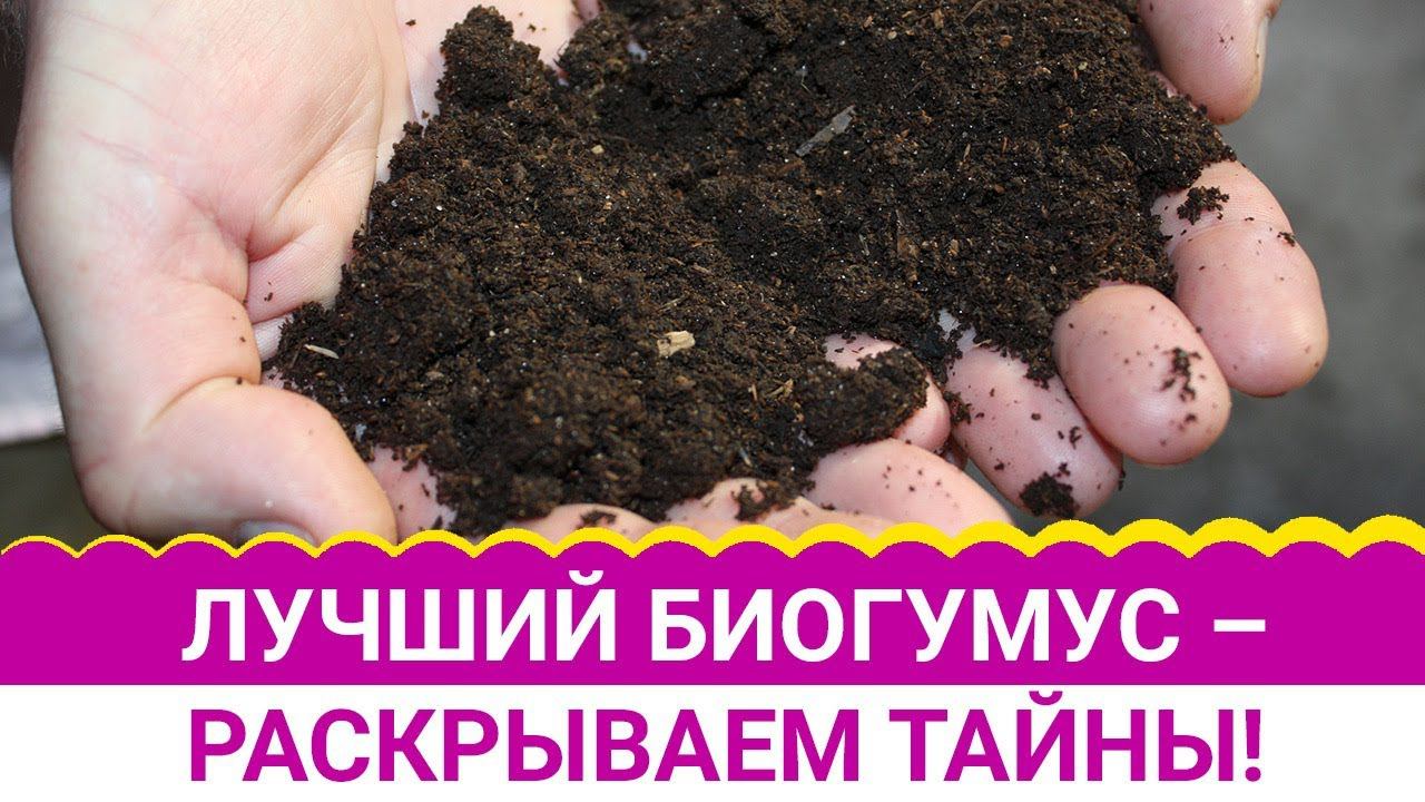 Лучший биогумус – раскрываем тайны! смотреть онлайн