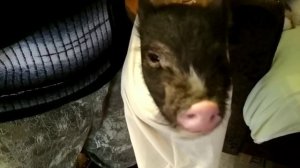 Вес вьетнамского поросёнка в два месяца.