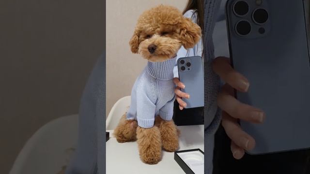 Тайсон, новый свитер и IPhone 13 pro. смотреть онлайн