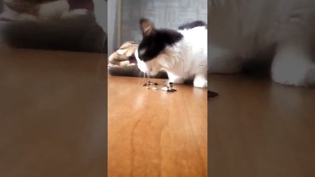 Моя киска ест семечки как ?? смотреть онлайн