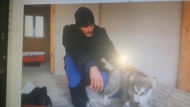 вирусный энтерит собак-куда же делось ваше сердце ЛЮДИ! смотреть онлайн