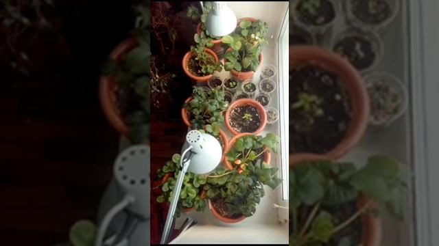 Земляника клубника на окне круглый год прямая трансляция смотреть онлайн