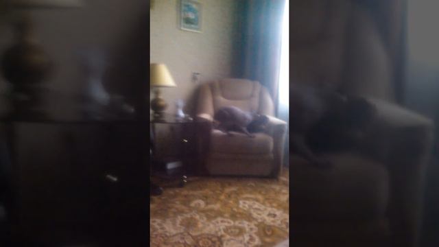 Кот кусает кота смотреть онлайн