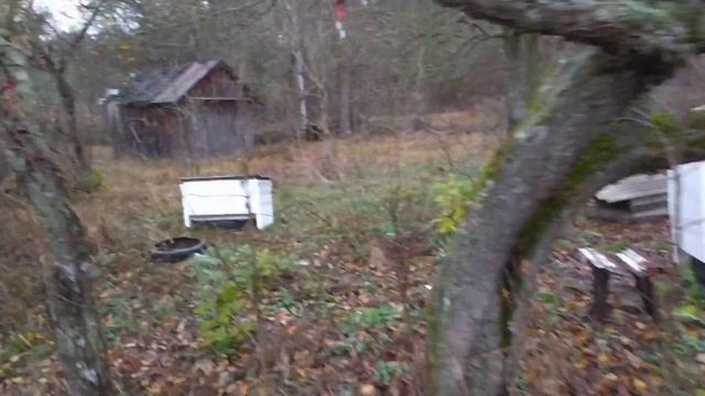 Как пчёлам уйти в зимовку смотреть онлайн