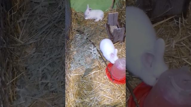 Новозеландский белый кролик смотреть онлайн