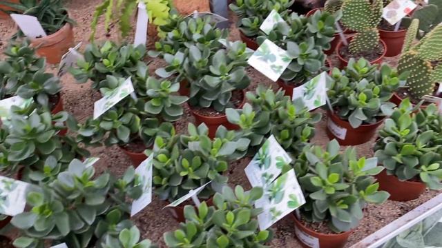House Plant Tour and HAUL | Groenrijk Raalte | Plant with Roos смотреть онлайн