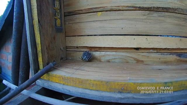 матка-оса захистниця смотреть онлайн