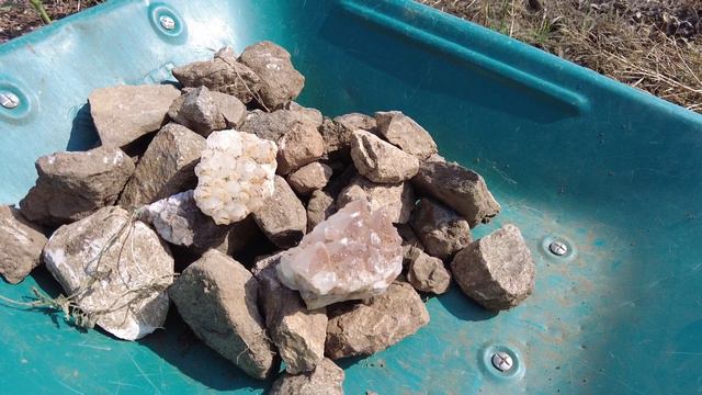 Eucalyptus Nitens v Roble Americano struggling with the drought in Andalusia. смотреть онлайн