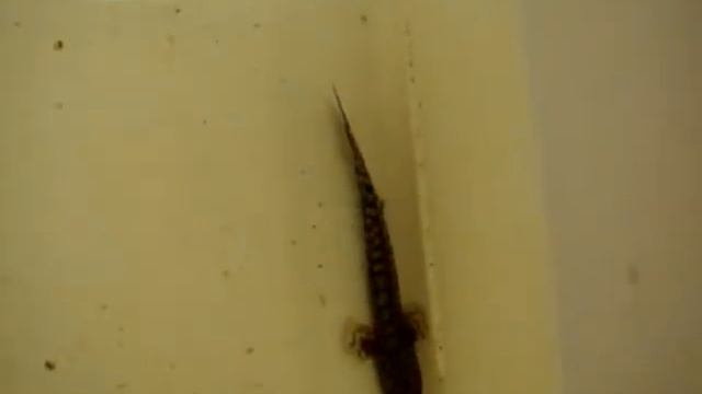 Polypterus Ornatipinnis fry смотреть онлайн