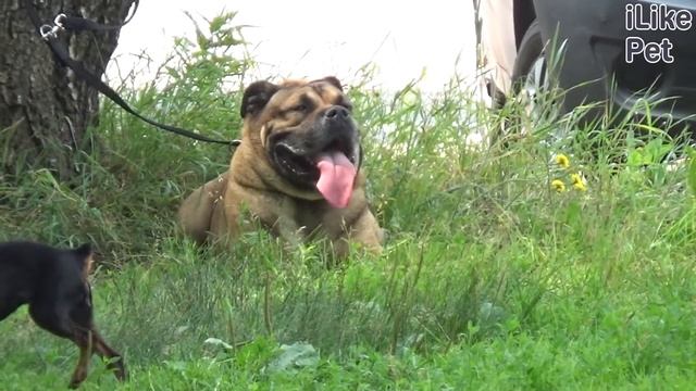 Ка-де-бо на Ilikepet. Особенности породы, уход