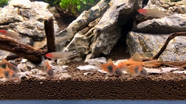 Orange Venezuela Corydoras - Turuncu Venezuella Çöpçü Balığı