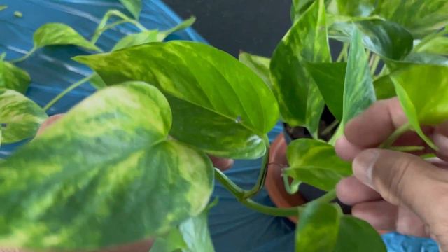 Epipremnum Pinnatum Hicolour