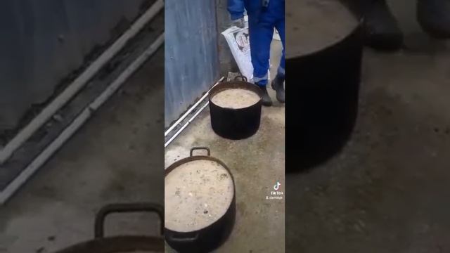 Завтрак собак приюта смотреть онлайн