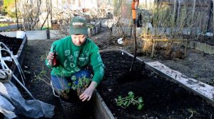 Когда сажать саженцы? Оптимальные сроки. Посадка саженца смородины и форзиции.