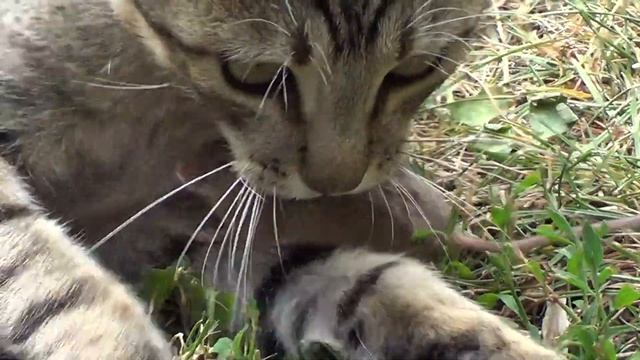 Igra macke i misa смотреть онлайн