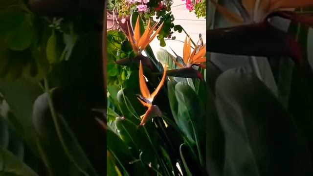 BIRD OF PARADISE PLANT #naturelovers #nature #farming #plants #flowers #fresh смотреть онлайн